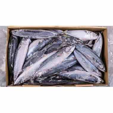 Frozen Mackerel